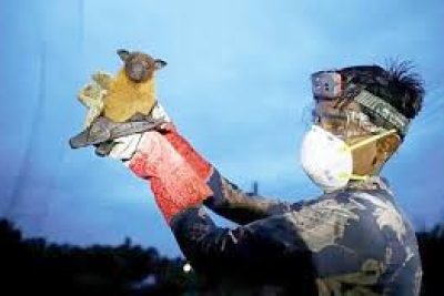 Tăng cường giám sát, phòng, chống dịch bệnh do vi rút Nipah